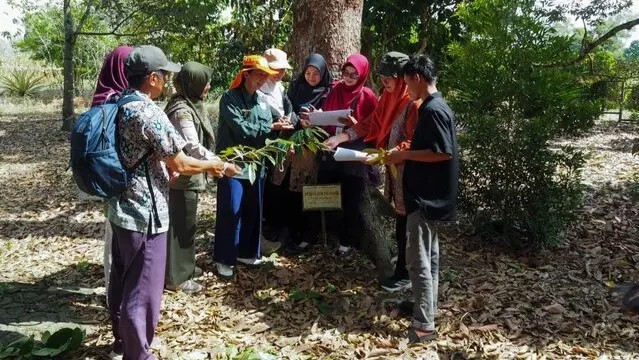 Kementan Gelar Bimtek Dorong Percepatan Pendaftaran Varietas Durian Lokal Bangka Belitung